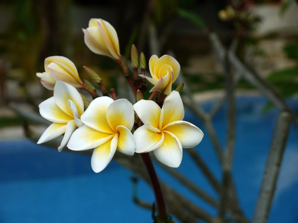 Le Flamboyant Resort Kep Exterior foto